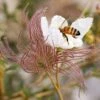 Apache Plume (Fallugia) 1 Apache Plume (Fallugia) -Plant Finder Shop fallugia paradoxa bee seed head cropped 1 1