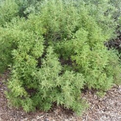 Fernbush (Chamaebatiaria) -Plant Finder Shop fernbush foliage