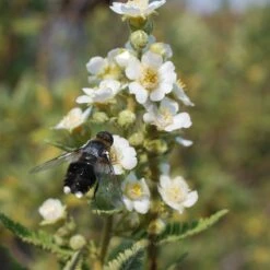 Fernbush (Chamaebatiaria) -Plant Finder Shop fernbush pollinator bloom