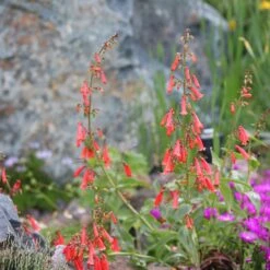 Firecracker Penstemon Richfield Strain 11 Firecracker Penstemon Richfield Strain -Plant Finder Shop firecracker penstemon garden