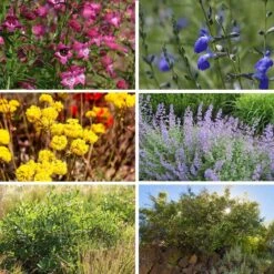 FireSmart Collection - Zone 3 -Plant Finder Shop firesmart zone 3 collage8 27 25