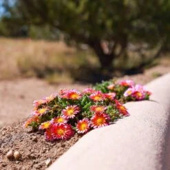 Fire Spinner® Ice Plant 10 Fire Spinner® Ice Plant -Plant Finder Shop firespinner delosperma andrea nm 1