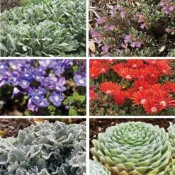 FireSmart Collection - Zone 1 -Plant Finder Shop firewise collection 1 9 18 2025