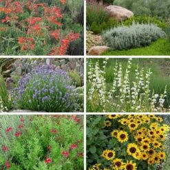 FireSmart Collection - Zone 2 -Plant Finder Shop firewise zone 2 10 15 24