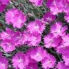 Firewitch Dianthus -Plant Finder Shop firewitch dianthus garden pinks 3