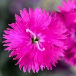 Firewitch Dianthus 7 Firewitch Dianthus -Plant Finder Shop firewitch dianthus 2