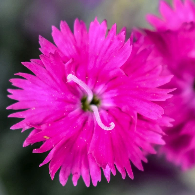 Firewitch Dianthus 5 Firewitch Dianthus - Image 3