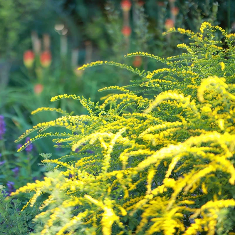 Fireworks Goldenrod (Solidago) 3 Fireworks Goldenrod (Solidago)