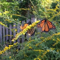 Fireworks Goldenrod (Solidago) 8 Fireworks Goldenrod (Solidago) -Plant Finder Shop fireworks solidago 3