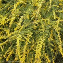 Fireworks Goldenrod (Solidago) 9 Fireworks Goldenrod (Solidago) -Plant Finder Shop fireworks solidago 4