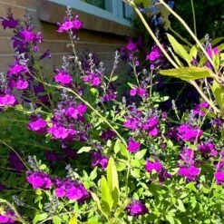 FlowerKisser® Dark Shadows Salvia -Plant Finder Shop flower kisser dark shadows pr 1