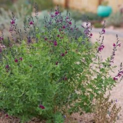 FlowerKisser® Dark Shadows Salvia -Plant Finder Shop flower kisser dark shadows salvi