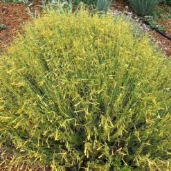 FireSmart Collection - Zone 2 -Plant Finder Shop flowerkisser citrus surprise penstemon sq