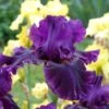 Desert Sky Bearded Iris Collection -Plant Finder Shop for veronica desert sky coll
