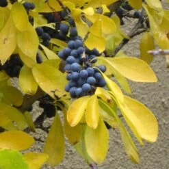 Berry Girl New Mexico Privet -Plant Finder Shop forestiera neomexicana fall foliage and fruit 52550 1