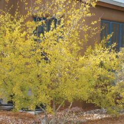 Berry Girl New Mexico Privet -Plant Finder Shop forestiera neomexicana 52550 fall 1