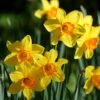 Endless Daffodil Bulb Collection -Plant Finder Shop fortisimo large cupped daffodil cropped