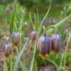 Fox's Grape Fritillary