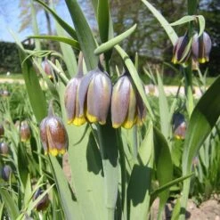 Fox's Grape Fritillary -Plant Finder Shop fox grape fritillary 3