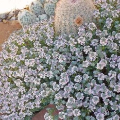 Fragrant Persian Stonecress (Aethionema) -Plant Finder Shop fragrant persian stonecress aethionema cactus wwg