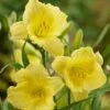 Fragrant Returns Reblooming Daylily -Plant Finder Shop fragrant returns daylily hero