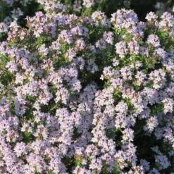 Fredo Garden Thyme 8 Fredo Garden Thyme -Plant Finder Shop fred garden thyme 2