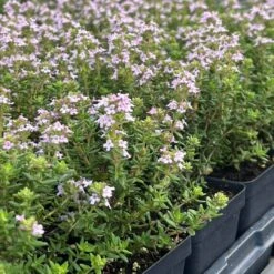 Fredo Garden Thyme 9 Fredo Garden Thyme -Plant Finder Shop fredo 277435343 3057198607868388 4046569839549898104 square