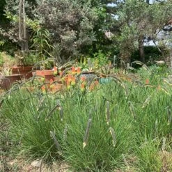 FREEDA® Caterpillar Grass 7 FREEDA® Caterpillar Grass -Plant Finder Shop freeda caterpillargrass kniphofia