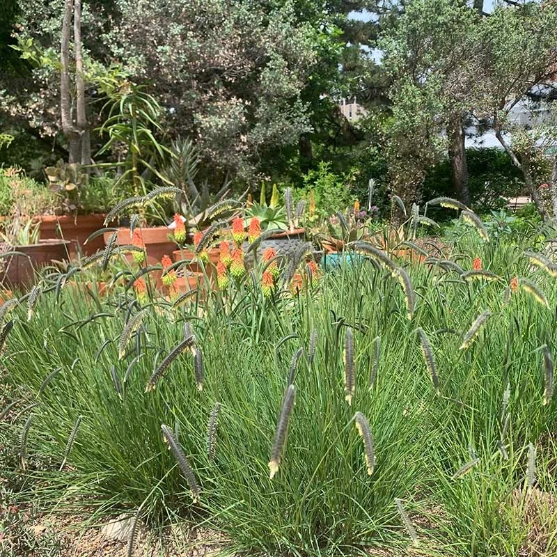 FREEDA® Caterpillar Grass 5 FREEDA® Caterpillar Grass - Image 3