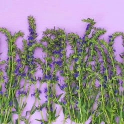 Blue Hyssop (Hyssopus) -Plant Finder Shop fresh hyssop hyssopus officinalis 1