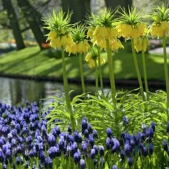 Yellow Crown Imperial -Plant Finder Shop fritallarialutea 1