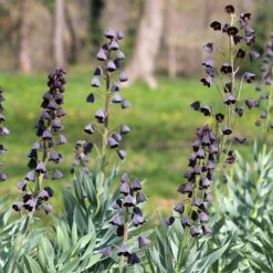 Stranger Than Fiction Flower Bulb Collection -Plant Finder Shop fritillaria persica persian lily purple cropped 2