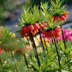 Red Crown Imperial -Plant Finder Shop fritillariared2