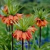 Red Crown Imperial -Plant Finder Shop fritillariared 1