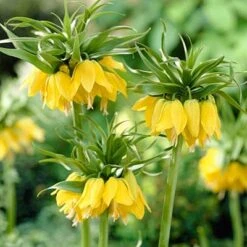 Yellow Crown Imperial -Plant Finder Shop fritillariayellow1 1