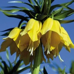 Yellow Crown Imperial -Plant Finder Shop fritillariayellow 1