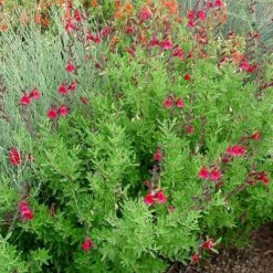 Furman's Red Texas Salvia 11 Furman's Red Texas Salvia -Plant Finder Shop furmans red texas salvia