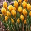 Fuscotinctus Snow Crocus -Plant Finder Shop fuscotinctus snow crocus