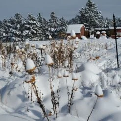 Coronation Gold Yarrow 11 Coronation Gold Yarrow -Plant Finder Shop garden in snow dianeoneil