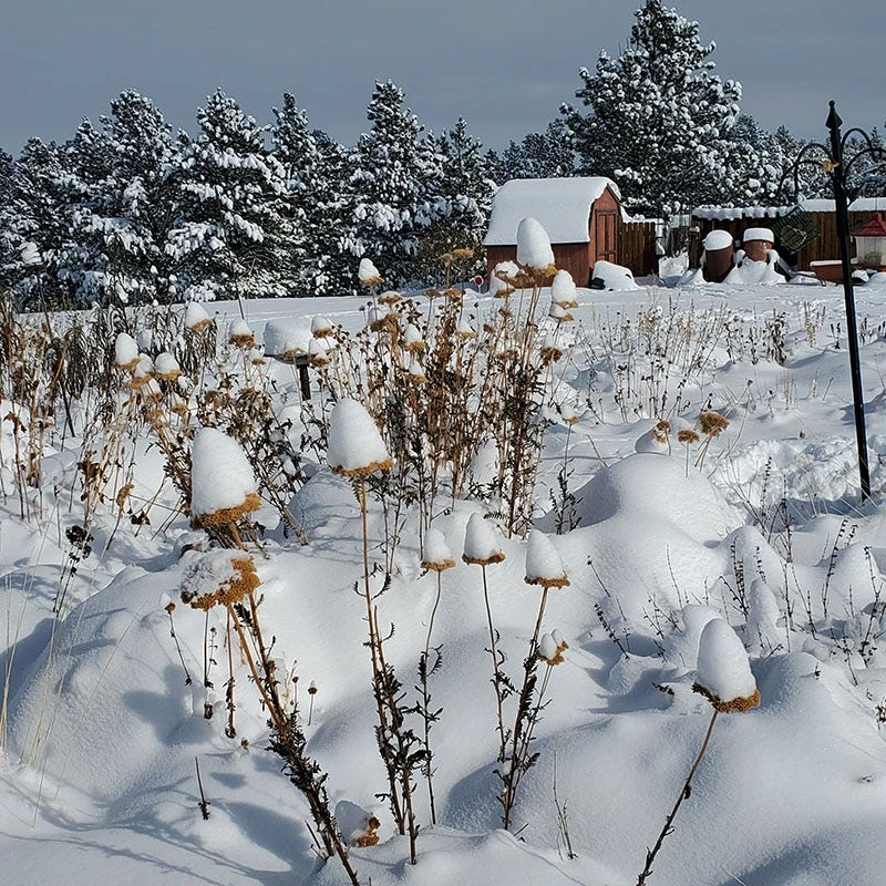 Coronation Gold Yarrow 7 Coronation Gold Yarrow - Image 5