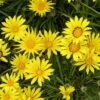 Colorado Gold® Gazania 1 Colorado Gold® Gazania -Plant Finder Shop gazania linearis colorado gold treassure flower
