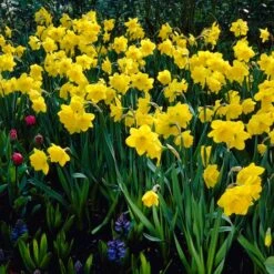 Gigantic Star Large Cupped Daffodil -Plant Finder Shop gigantic star daffodil visi11800
