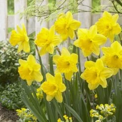 Gigantic Star Large Cupped Daffodil -Plant Finder Shop gigantic star daffodil narcissus cropped 1
