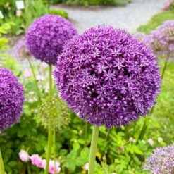 Gladiator Allium 9 Gladiator Allium -Plant Finder Shop gladiator allium