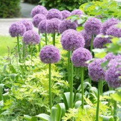 Stranger Than Fiction Flower Bulb Collection -Plant Finder Shop globemaster allium cropped