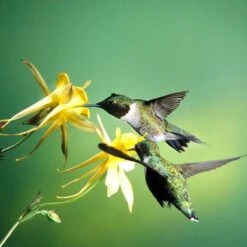 Golden Spur Columbine -Plant Finder Shop golden spur columbine aquilegia
