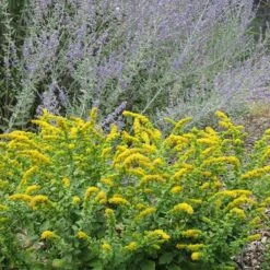 Autumn Magic Pollinator Collection -Plant Finder Shop golden fleece solidago sq