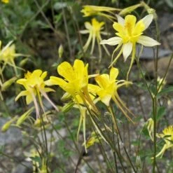 Golden Spur Columbine -Plant Finder Shop golden spur columbine aquilegia