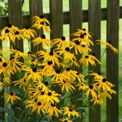 Goldsturm Black Eyed Susan -Plant Finder Shop goldstrum black eyed susan 2