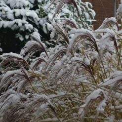Gracillimus Miscanthus Grass 15 Gracillimus Miscanthus Grass -Plant Finder Shop gracillimus miscanthus grass